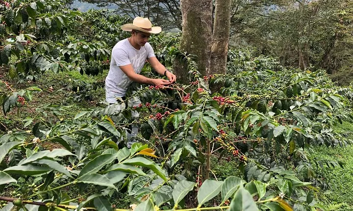 Coffee Farm and Salento Walking Tour