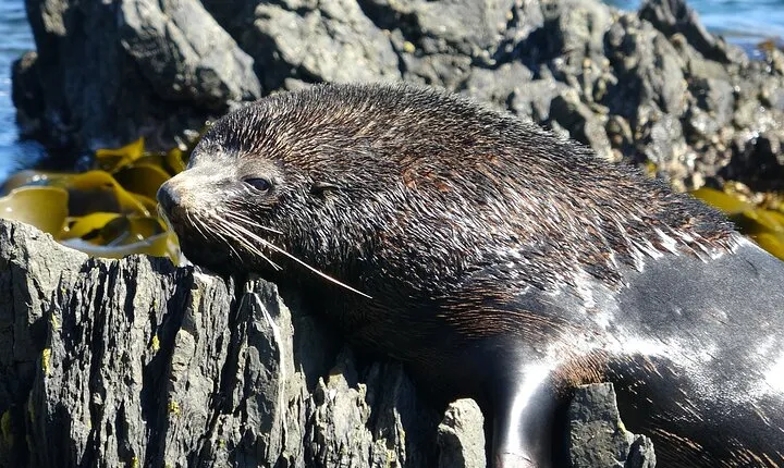 Seal Coast Safari - Exclusive access to Wellington's secret coast
