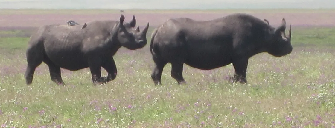 Ngorongoro Crater Day Tour