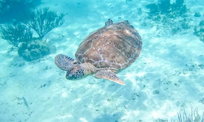 Private Half-day Luxury Experience with Turtles & Majestic Cenote