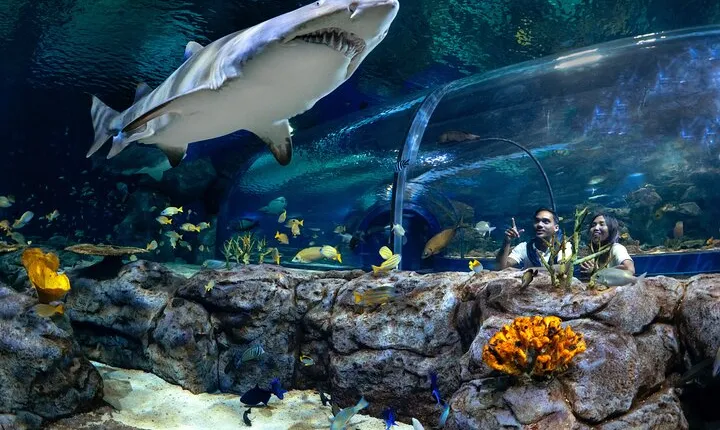 Ticket to the largest Oceanarium of the Mascarene Islands