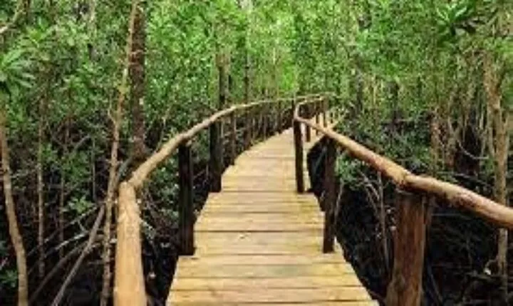 Zanzibar: Jozani Forest Tour with transfer