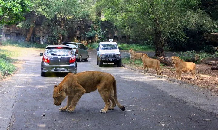 Private Full Day Trip to Taman Safari From Jakarta