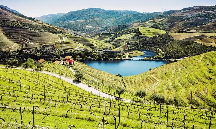 Full-Day Private Douro Valley Wine Tour Experience from Porto
