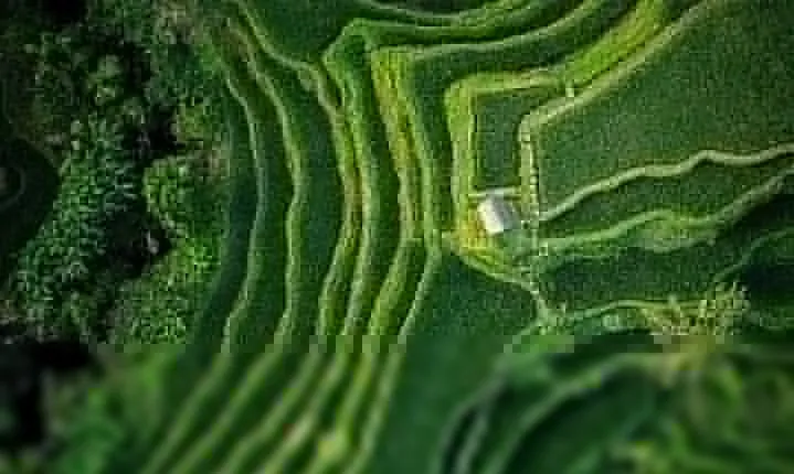Bali: Ubud Highlights Tour with Private Guide and Transfers
