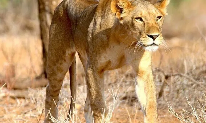 8 Days Private Safari to Southern Circuit Parks of Tanzania