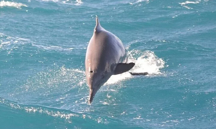 Dolphin House Snorkeling Adventure & Transfer W/Lunch–Marsa Alam