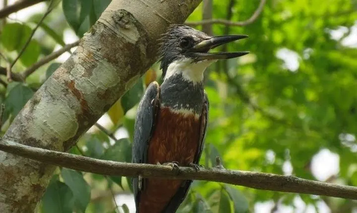 Bird Watching in Cartagena full day
