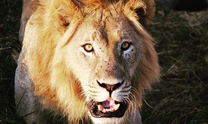 From Kigali: 12 Hour Custom Day trip for game Drive in Akagera NP