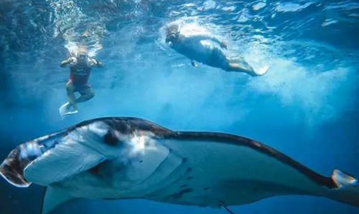 Nusa Penida Aquatic Bliss Unforgettable Snorkeling Adventure