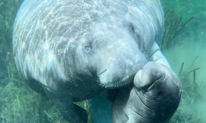 Private 2Hour Clear Kayak/ROC Paddle Board Rental on Silver River