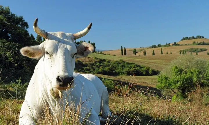 Chianina cattle Tour
