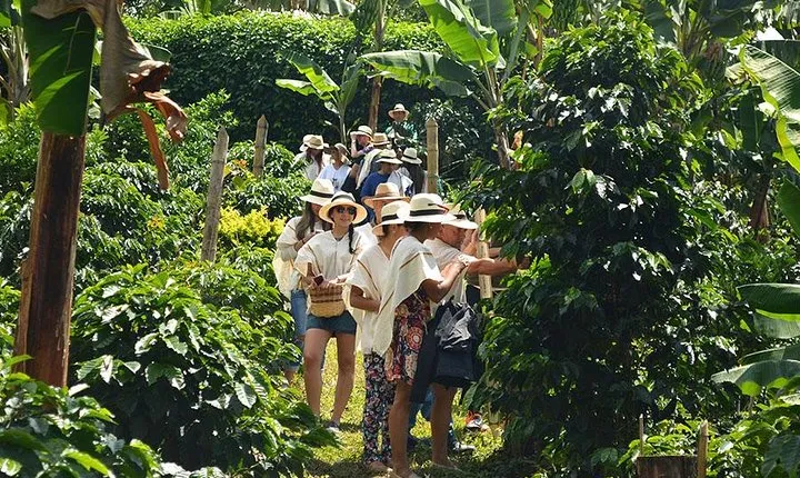 Coffee Tour in Medellin