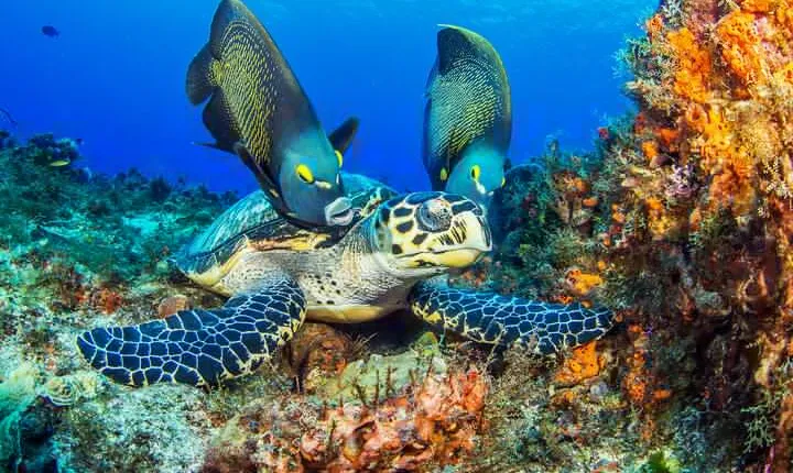 PADI Discover Scuba Diving Tour in Cozumel