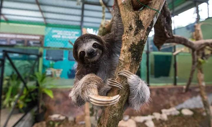 Gamboa Rainforest Experience From Panama City