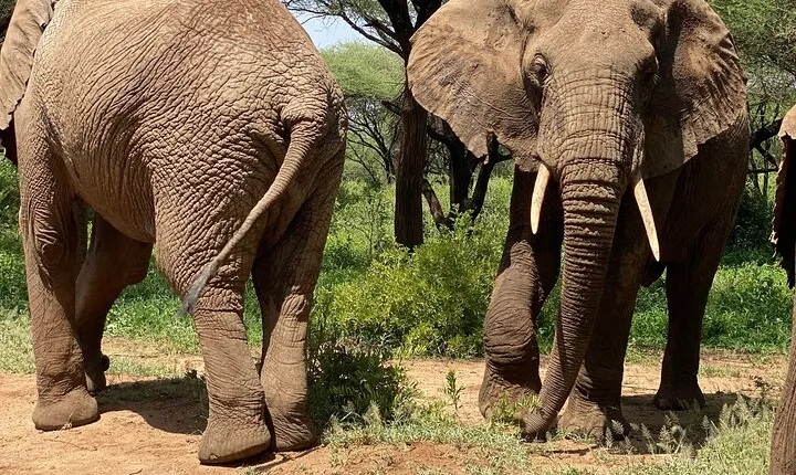 5 Days Northern Migration Budget Safari.