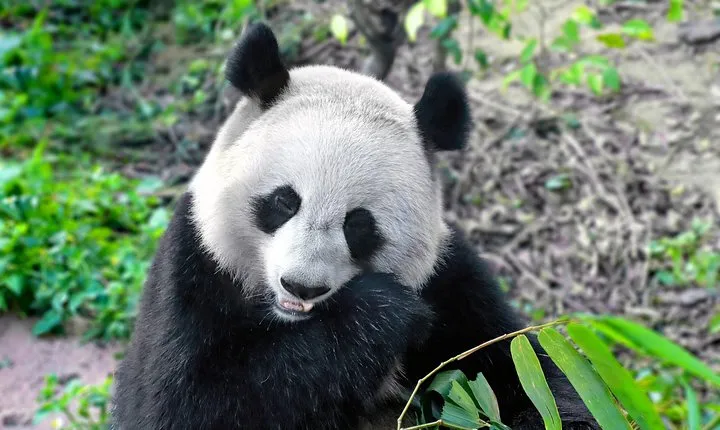 Private Half Day Panda Breeding Center Trip with Optional Hotpot Lunch