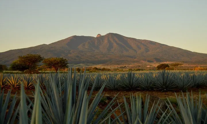 Full-Day Tequila Tour from Guadalajara