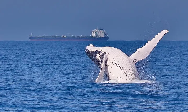 Whale Watching Cruise from Mooloolaba