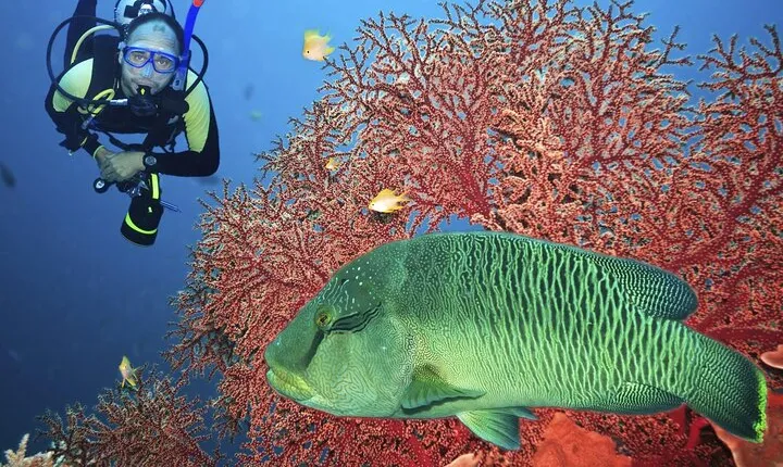 Join our Daily Diving Trip with 2 dives Transfer & Lunch-Hurghada