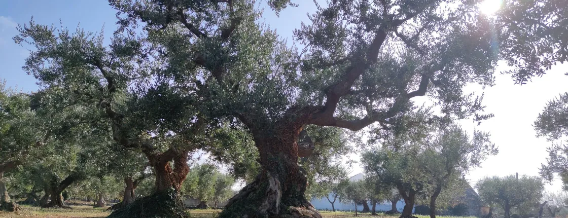 Olive oil tour and tasting in Itria Valley