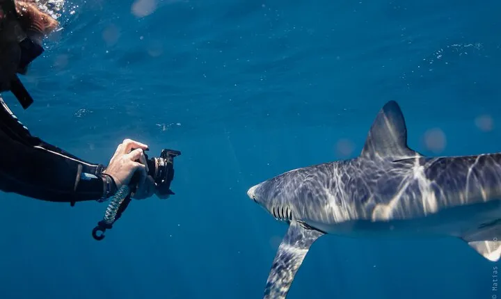 Shark Safari in San Jose del Cabo