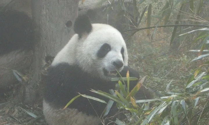 Chengdu Panda Base and Drop off Chengdu Railway Station Day Tour