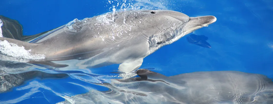 Dolphin-watching tour from Madeira