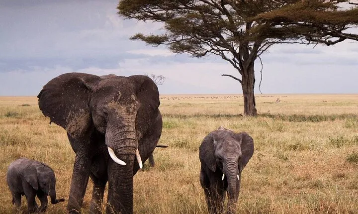 10 Days Private Safari Tour in Tanzania