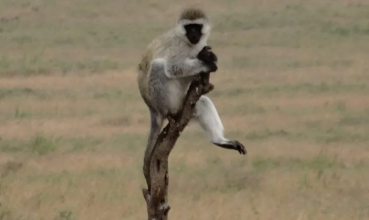 Materuni Waterfall, Coffee tour and Chemka Hotsprings