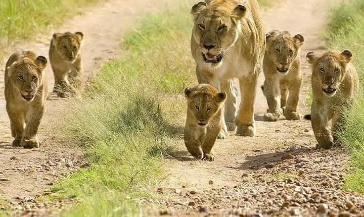 Tanzania Safaris | 2 DAYS SAFARI-Ngorongoro crater and L.Manyara NP or Tarangire
