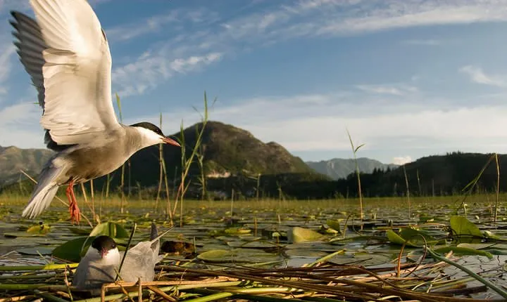 National Bird Reserve Hutovo Blato Photo Safari