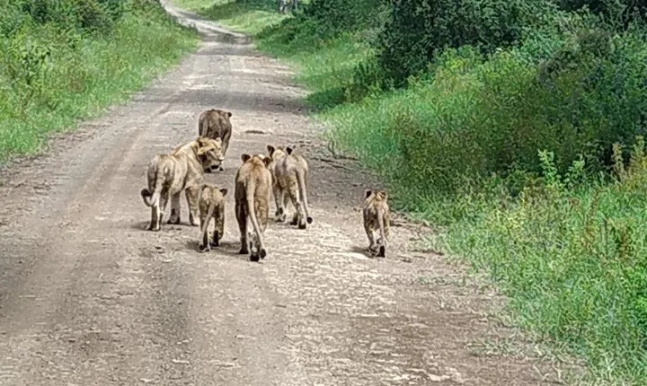 Masai Mara 3 Days Tour