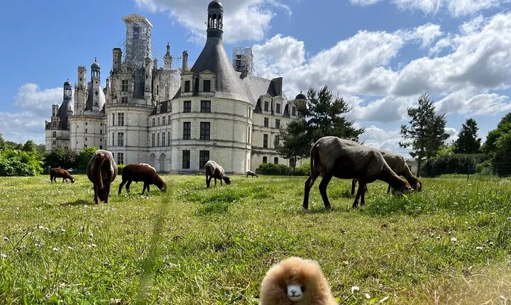 3 Loire Valley Castles and Wine Tasting Private Guided Tour