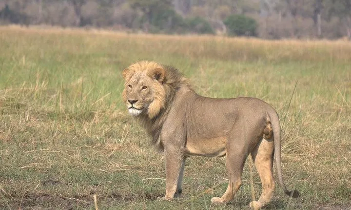 13-Day Safari Tour from Maun to Kasane