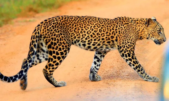 Yala Safari Private Day Trip from Bentota and Kalutara Areas