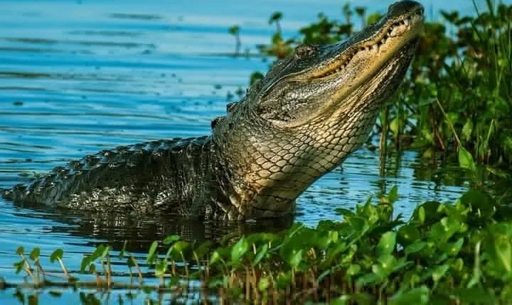 Private Everglades Tour: Explore the Beauty of the Everglades