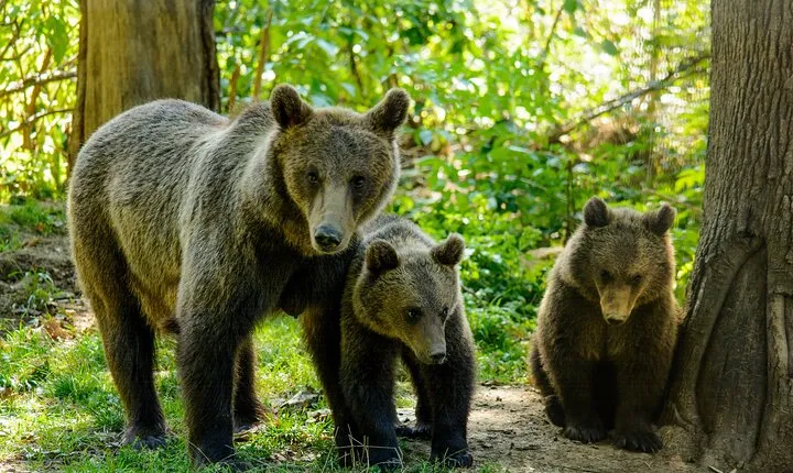 Bears Sanctuary, Dracula Castle and Poiana Brasov-Private day tour from Brasov