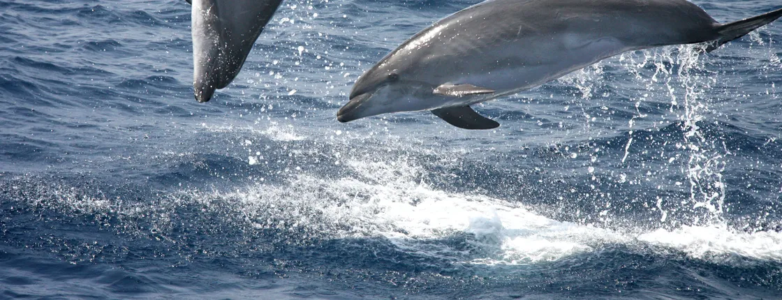 Dolphin Watching & Tarifa