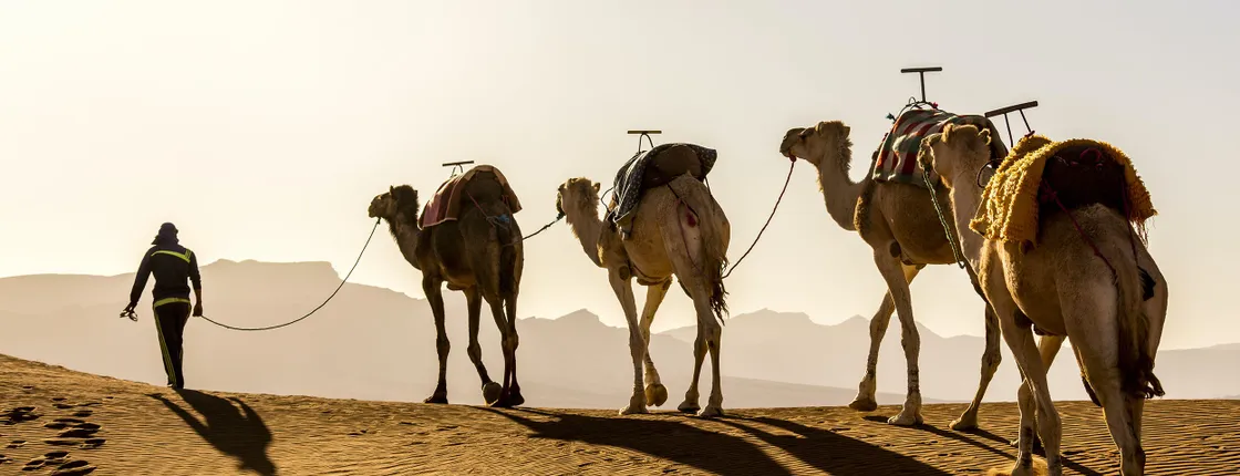 Desert Camel Safari at Agafay