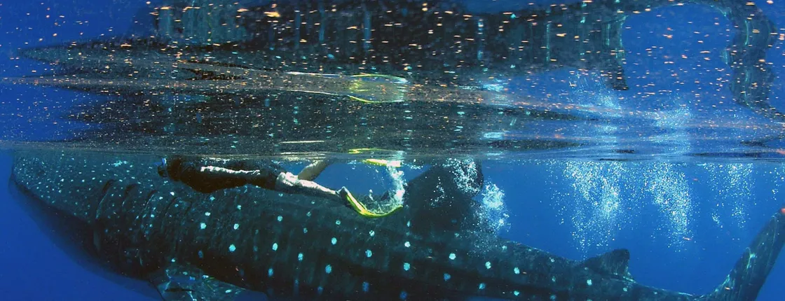 Cancun whale shark snorkelling tour