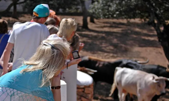 Visit a Horse and Bull Farm including a Ronda tour