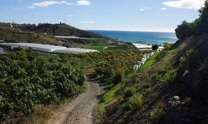 Tropical Route, Avocados and Mangoes - Small group, tasting and lunch included