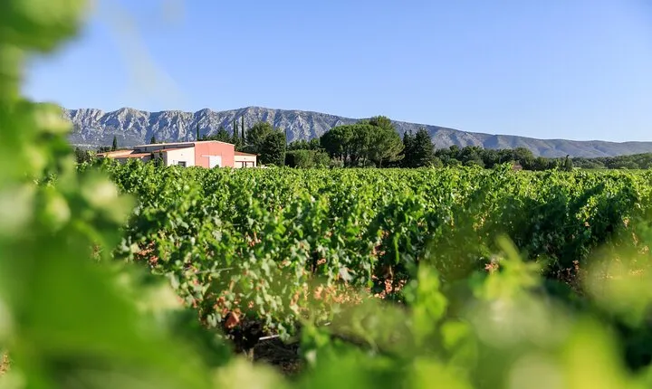 Half day Wine Tour in Côtes de Provence Sainte-Victoire from Aix en Provence