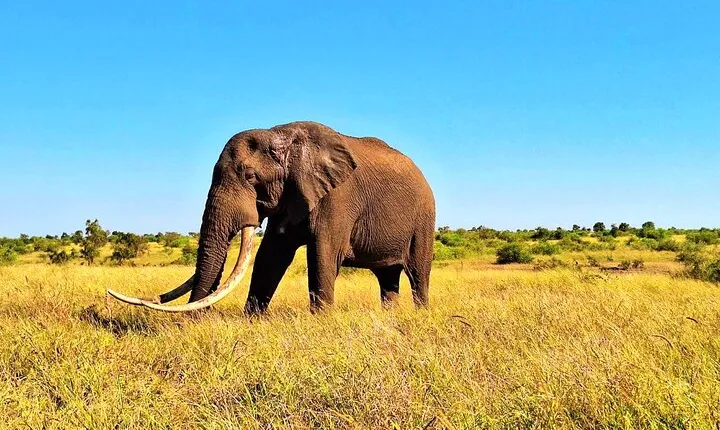 Kruger Park Full Day Guided Safari