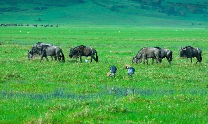 2 Days Budgeted Safari Tarangire , Lake Manyara & Ngorongoro Park