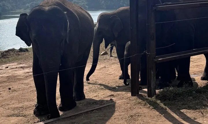 Wild Life Jeep Safari Tour at Bannerghatta with Private Transfer