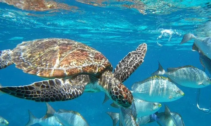 Best Seller - Surin Islands Snorkeling Trip from Khao Lak