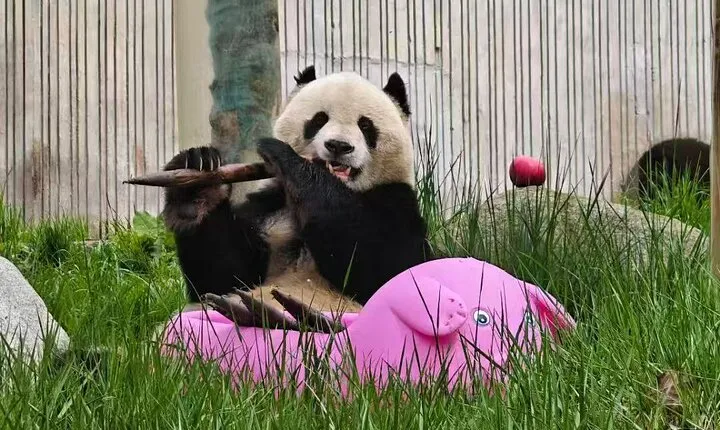 All Inclusive Private Panda Base Traditional Painting Experience
