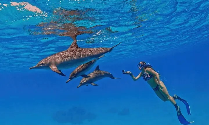 Snorkeling with Dolphins at Dolphin House Boat Trip in Hurghada